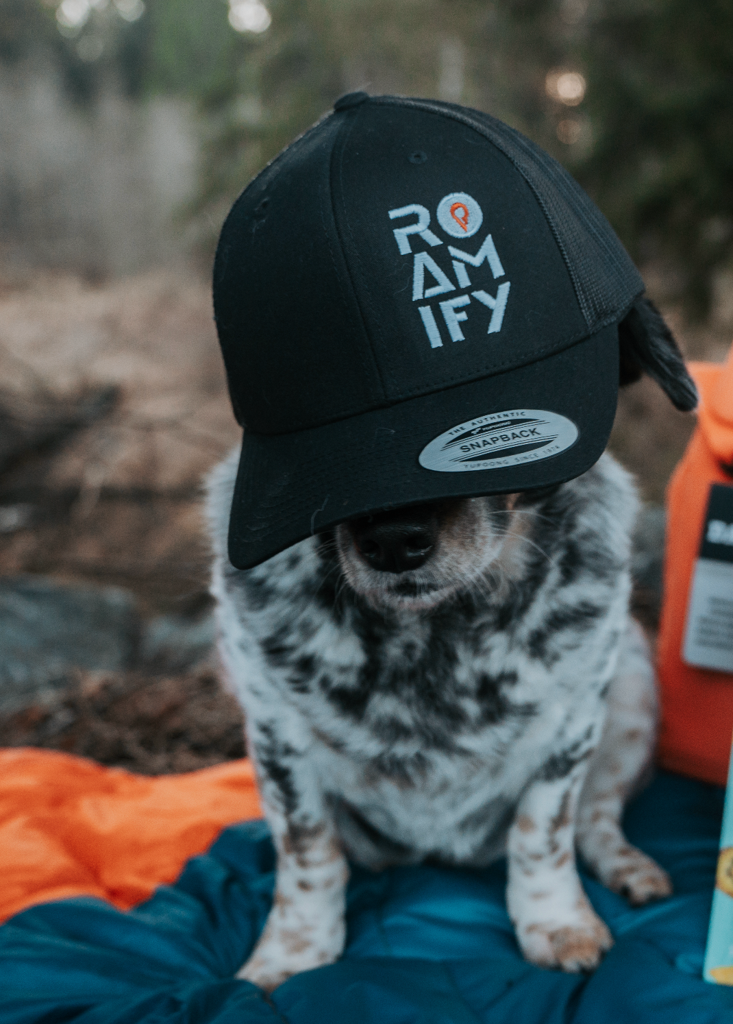 Dog wearing a black cap with 'ROAMIFY' text in a forest setting